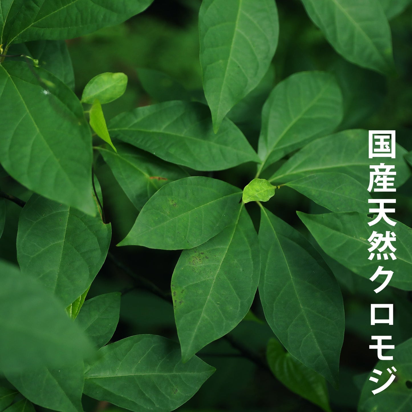 クロモジ茶（葉）×1パック(2包入り)