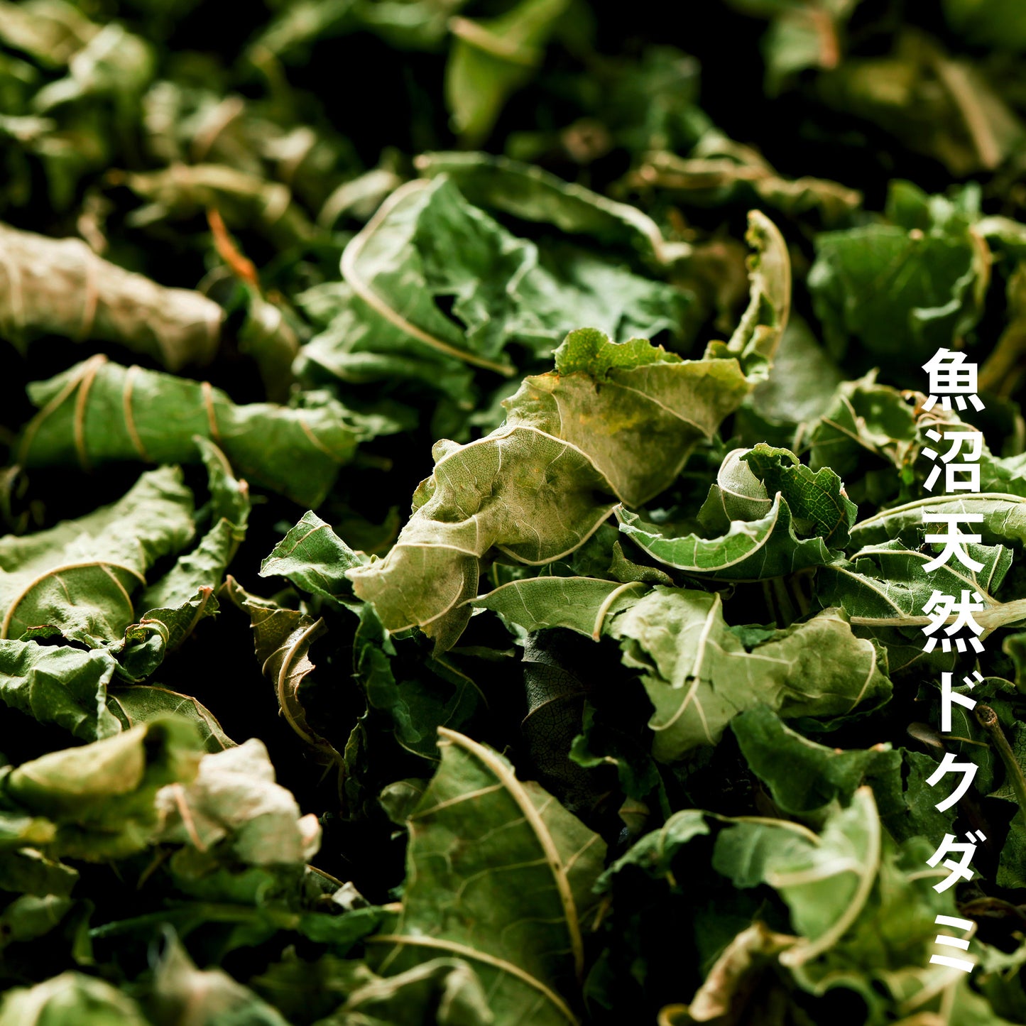 桑の葉茶 × 1パック(15包入り)