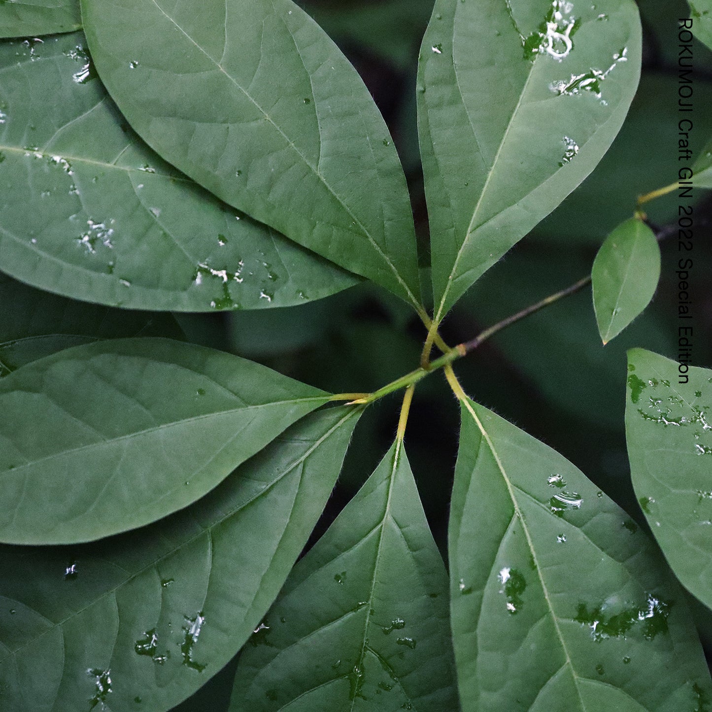 ROKUMOJI Craft GIN 2022 Special Edition