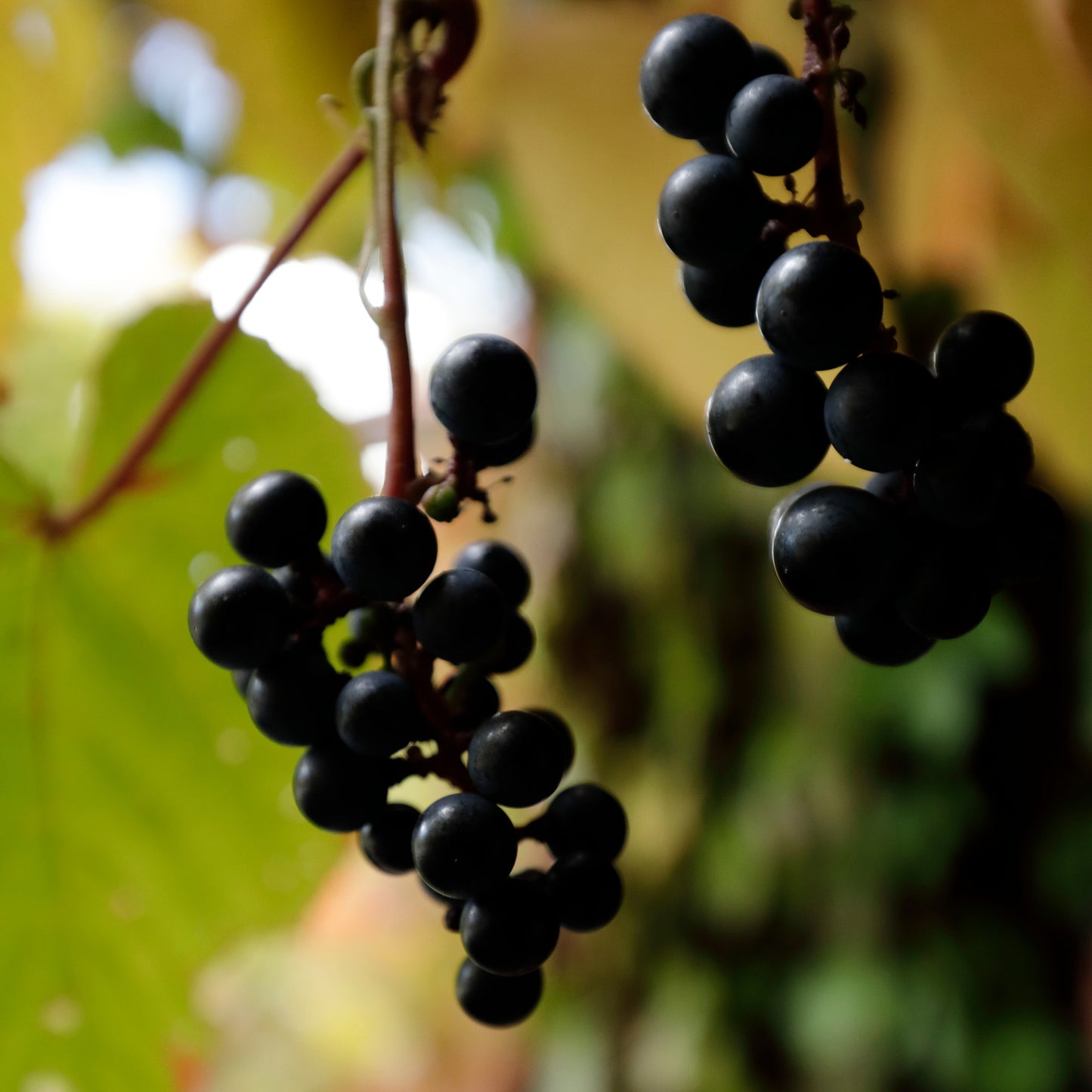 ROKUMOJI Craft GIN Green Planet